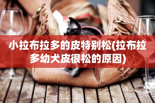 小拉布拉多的皮特別松(拉布拉多幼犬皮很松的原因)