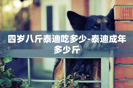 四歲八斤泰迪吃多少-泰迪成年多少斤