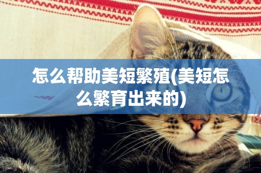 怎么幫助美短繁殖(美短怎么繁育出來的)