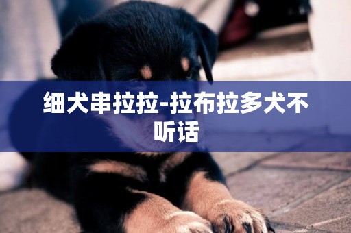 細犬串拉拉-拉布拉多犬不聽話