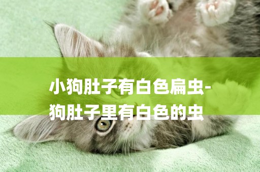 小狗肚子有白色扁蟲-
狗肚子里有白色的蟲