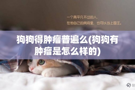 狗狗得腫瘤普遍么(狗狗有腫瘤是怎么樣的)
