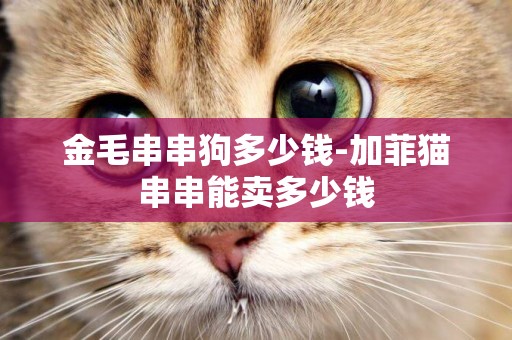 金毛串串狗多少錢-加菲貓串串能賣多少錢