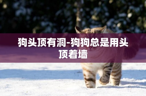 狗頭頂有洞-狗狗總是用頭頂著墻