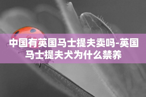 中國有英國馬士提夫賣嗎-英國馬士提夫犬為什么禁養
