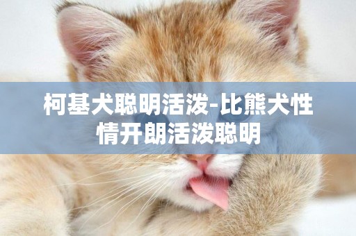 柯基犬聰明活潑-比熊犬性情開朗活潑聰明