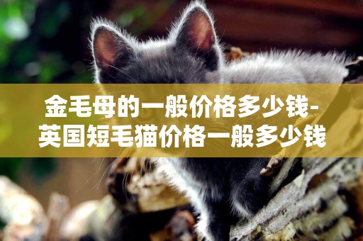 金毛母的一般價格多少錢-英國短毛貓價格一般多少錢