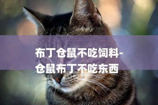 布丁倉鼠不吃飼料-
倉鼠布丁不吃東西