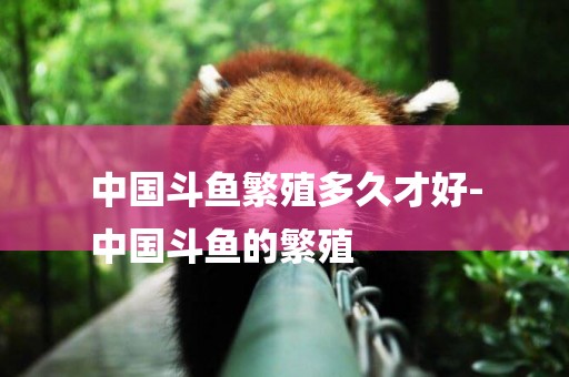 中國斗魚繁殖多久才好-
中國斗魚的繁殖