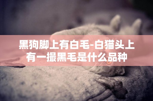 黑狗腳上有白毛-白貓頭上有一撮黑毛是什么品種