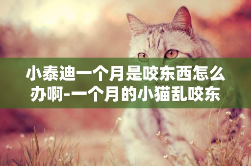小泰迪一個月是咬東西怎么辦啊-一個月的小貓亂咬東西怎么辦