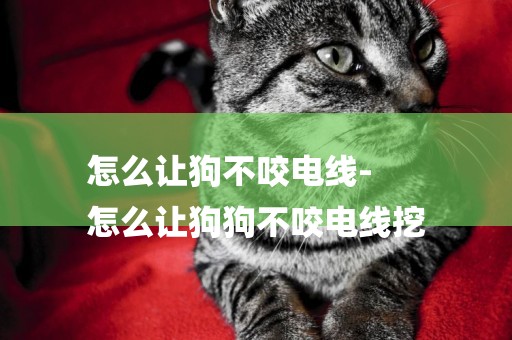 怎么讓狗不咬電線-
怎么讓狗狗不咬電線挖