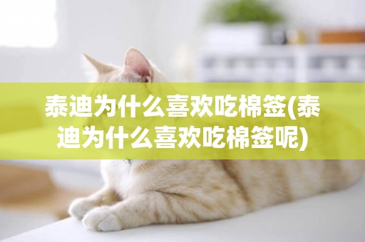 泰迪為什么喜歡吃棉簽(泰迪為什么喜歡吃棉簽呢)