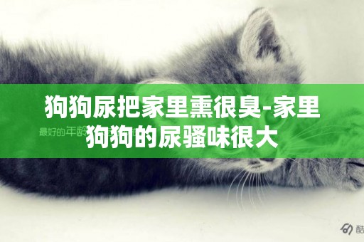 狗狗尿把家里熏很臭-家里狗狗的尿騷味很大