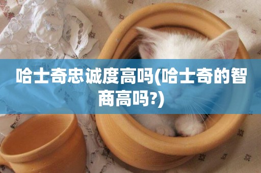 哈士奇忠誠度高嗎(哈士奇的智商高嗎?)