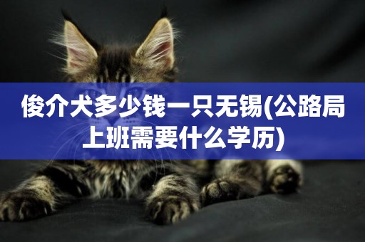 俊介犬多少錢一只無錫(公路局上班需要什么學歷)