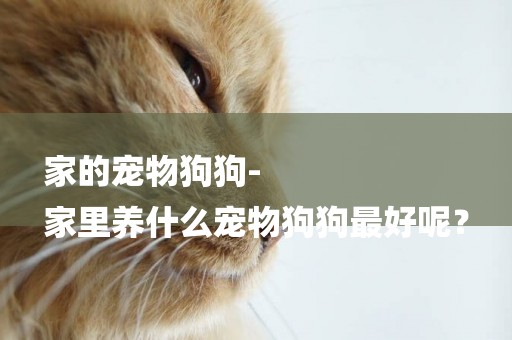 家的寵物狗狗-
家里養什么寵物狗狗最好呢？