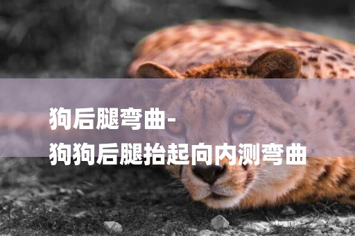 狗后腿彎曲-
狗狗后腿抬起向內測彎曲