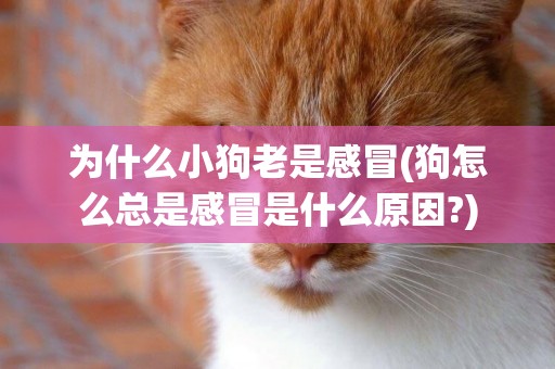 為什么小狗老是感冒(狗怎么總是感冒是什么原因?)