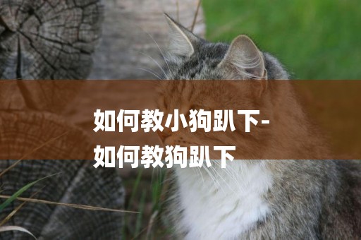 如何教小狗趴下-
如何教狗趴下