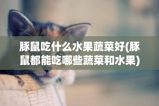 豚鼠吃什么水果蔬菜好(豚鼠都能吃哪些蔬菜和水果)