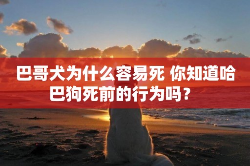 巴哥犬為什么容易死 你知道哈巴狗死前的行為嗎？ 
