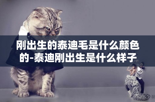 剛出生的泰迪毛是什么顏色的-泰迪剛出生是什么樣子