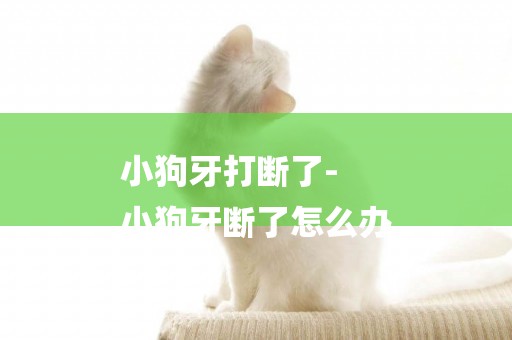 小狗牙打斷了-
小狗牙斷了怎么辦