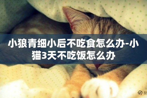 小狼青細小后不吃食怎么辦-小貓3天不吃飯怎么辦
