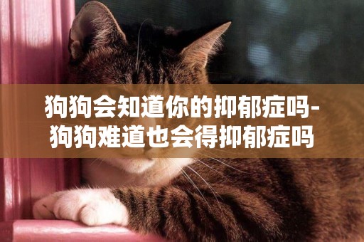 狗狗會知道你的抑郁癥嗎-狗狗難道也會得抑郁癥嗎