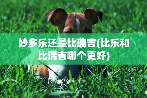 妙多樂還是比瑞吉(比樂和比瑞吉哪個更好)
