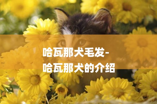 哈瓦那犬毛發-
哈瓦那犬的介紹