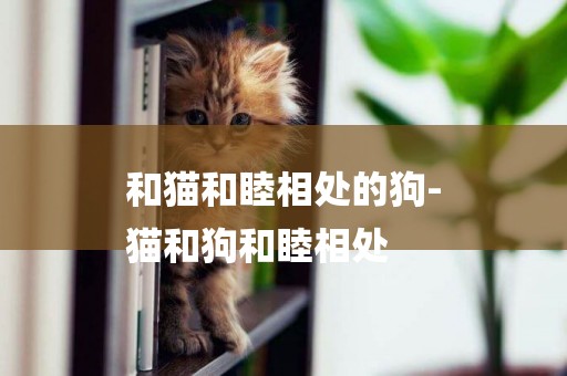 和貓和睦相處的狗-
貓和狗和睦相處