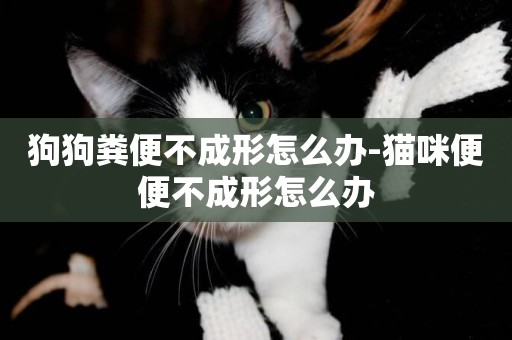狗狗糞便不成形怎么辦-貓咪便便不成形怎么辦