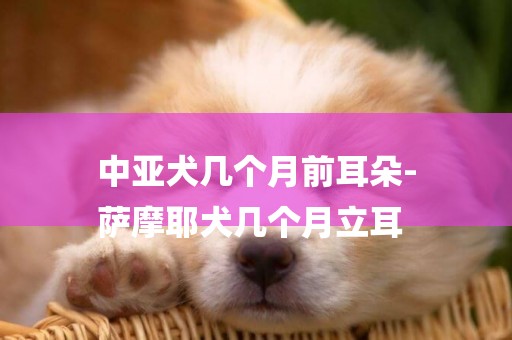 中亞犬幾個月前耳朵-
薩摩耶犬幾個月立耳