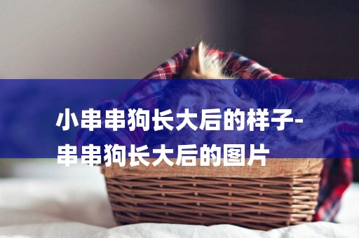 小串串狗長大后的樣子-
串串狗長大后的圖片