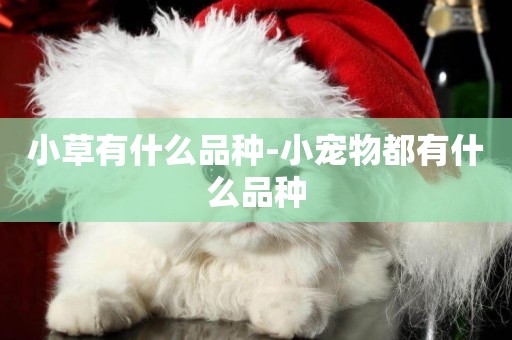 小草有什么品種-小寵物都有什么品種