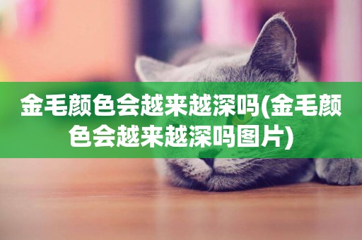 金毛顏色會越來越深嗎(金毛顏色會越來越深嗎圖片)