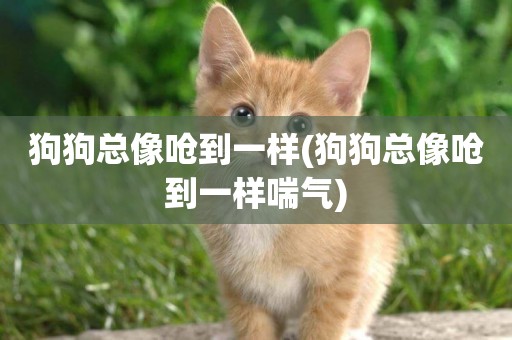 狗狗總像嗆到一樣(狗狗總像嗆到一樣喘氣)