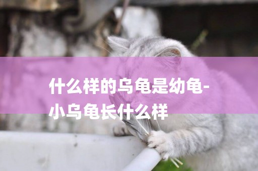 什么樣的烏龜是幼龜-
小烏龜長什么樣