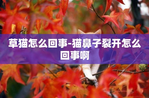 草貓怎么回事-貓鼻子裂開怎么回事啊