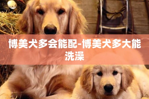 博美犬多會能配-博美犬多大能洗澡