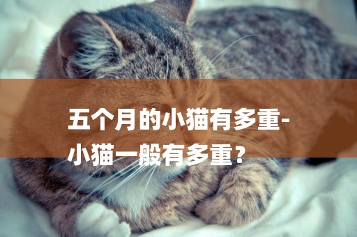 五個月的小貓有多重-
小貓一般有多重？