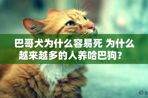 巴哥犬為什么容易死 為什么越來越多的人養哈巴狗？ 網友：養了才知道“真香” 