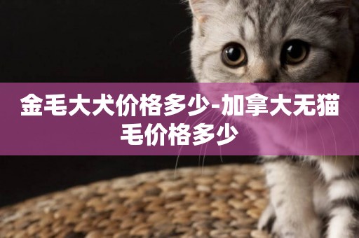 金毛大犬價格多少-加拿大無貓毛價格多少