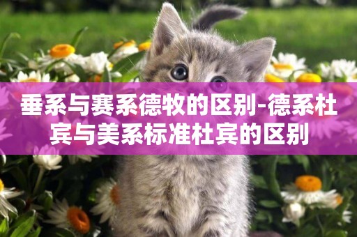 垂系與賽系德牧的區別-德系杜賓與美系標準杜賓的區別