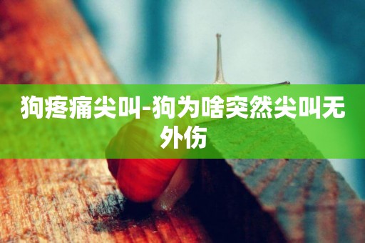 狗疼痛尖叫-狗為啥突然尖叫無外傷