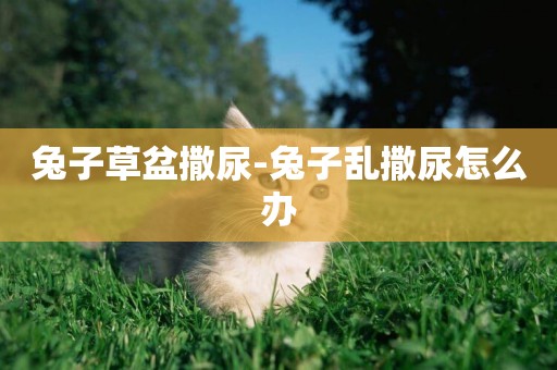 兔子草盆撒尿-兔子亂撒尿怎么辦