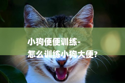 小狗便便訓練-
怎么訓練小狗大便?