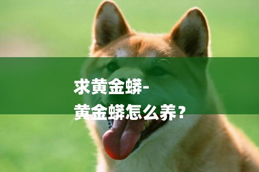 求黃金蟒-
黃金蟒怎么養？